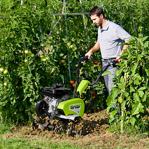 Grillo Princess MR між рядами рослин